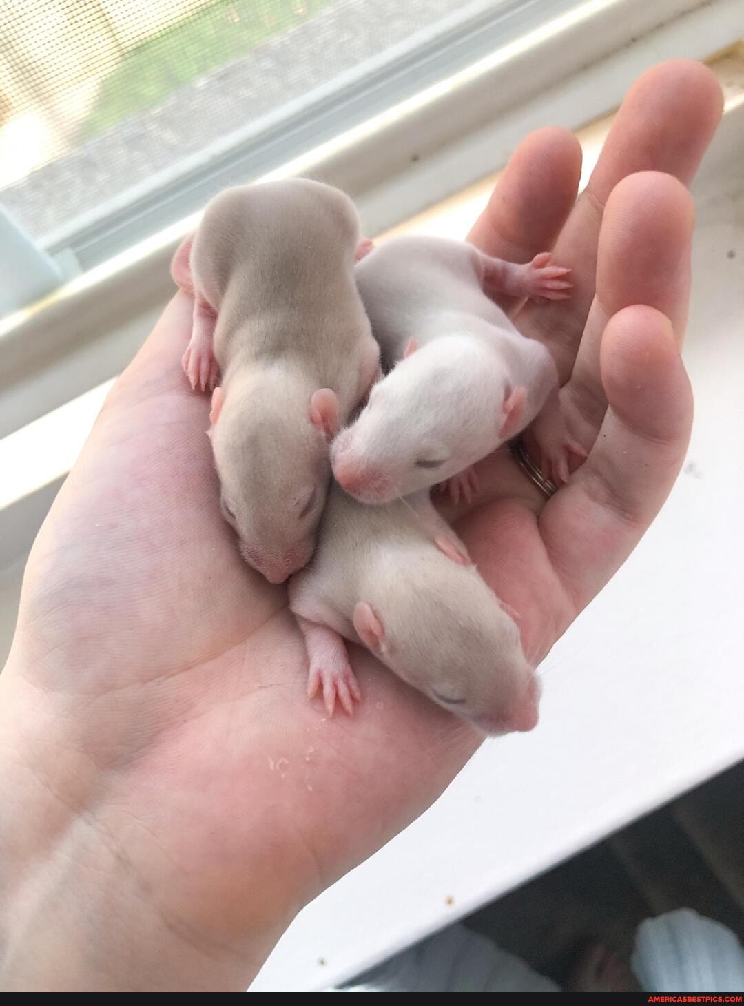 rats, rat, baby_animals, cute