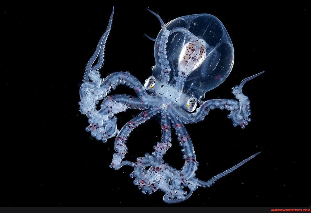 rare, octopus, transparent, head, caught, noonwater, photographer, wu, yung