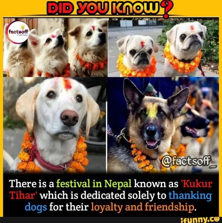 There is a festival in Nepal known as 'Kukur which is dedicated solely to thanking  dogs for their loyalty and friendship. - iFunny Brazil