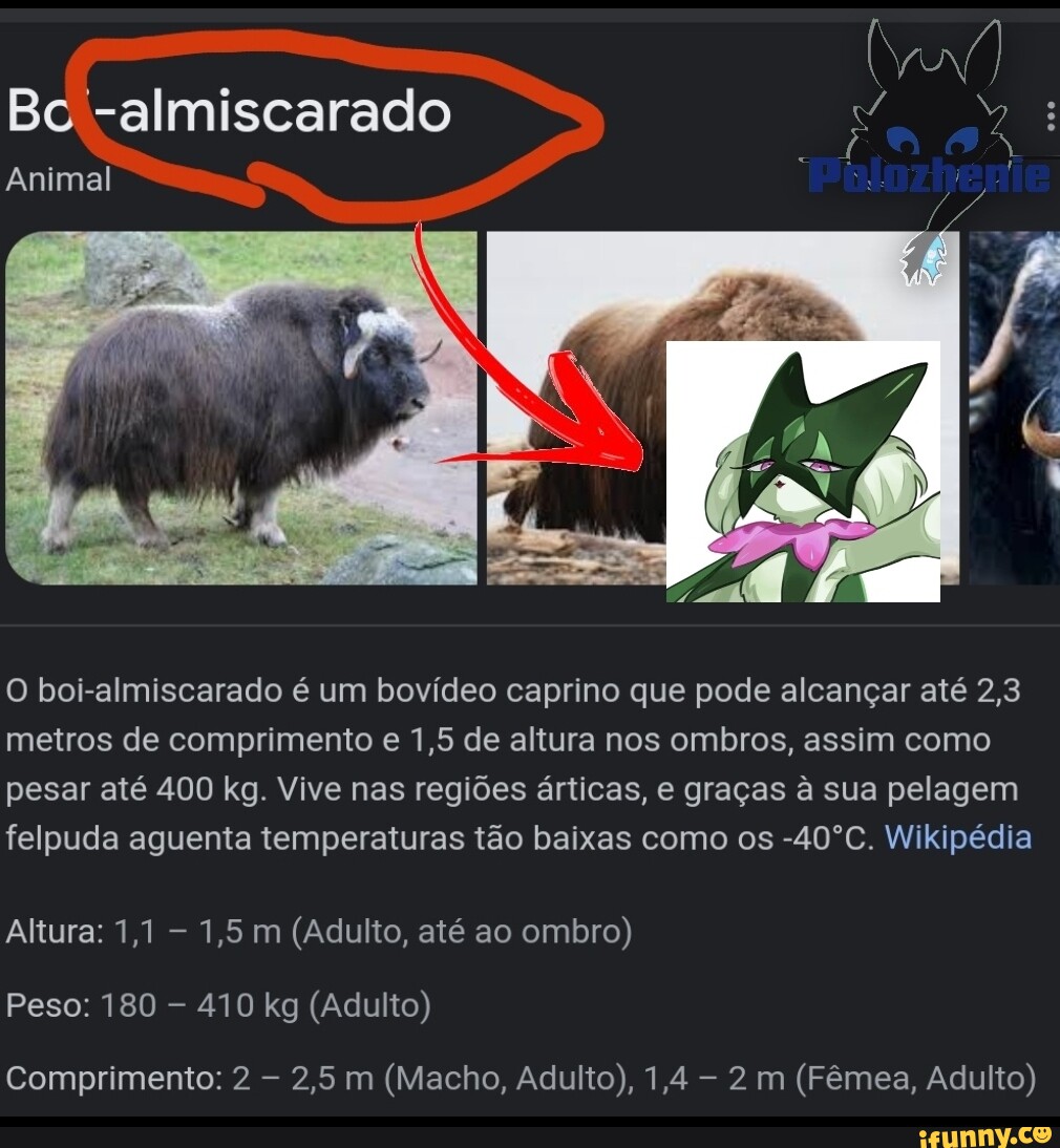 Bc almiscarado Animal Pilozh O boialmiscarado é um bovídeo caprino que pode alcançar até 2,3
