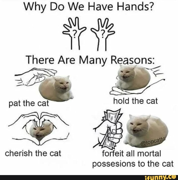 Why Do We Have Hands? There Are Many Reasons pat the cat hold the cat