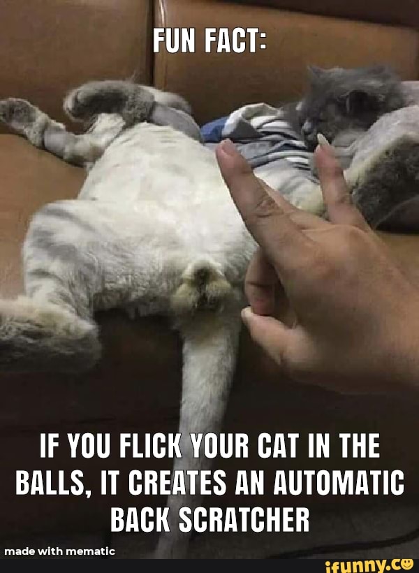 FUN FACT:
IF YOU FLICK YOUR CAT IN THE BALLS, IT CREATES AN AUTOMATIC BACK SCRATCHER
made with menatic