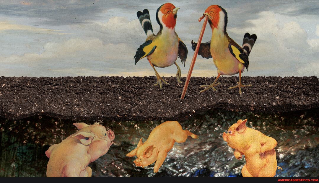 birds, pigs, cartoons, fantasy, comic_art