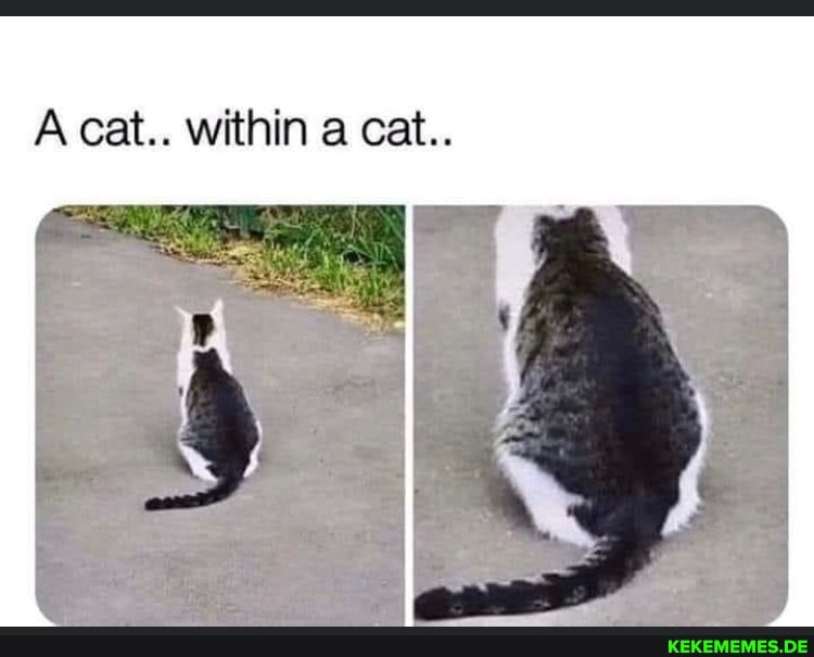 A cat.. within a cat..