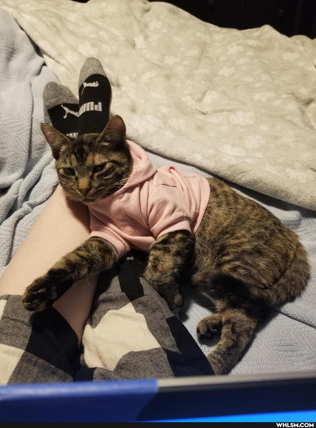 aww, cat, kitten