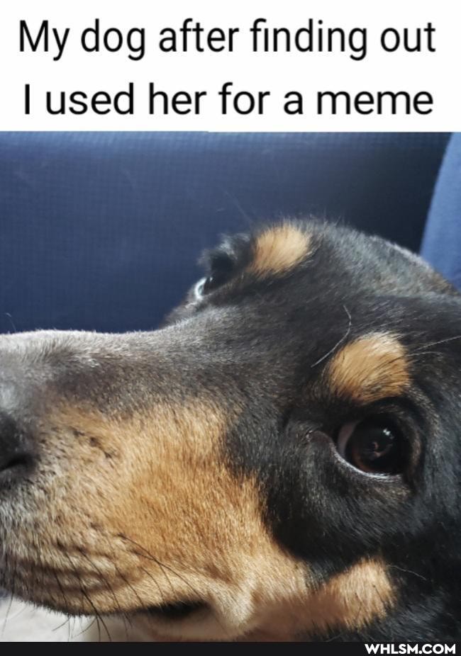 My dog after finding out
I used her for a meme