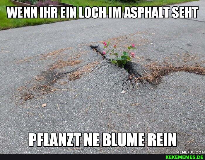 WENN IHR EIN LOCH IM ASPHALT SEHT
- PFLANZT NE BLUME REIN