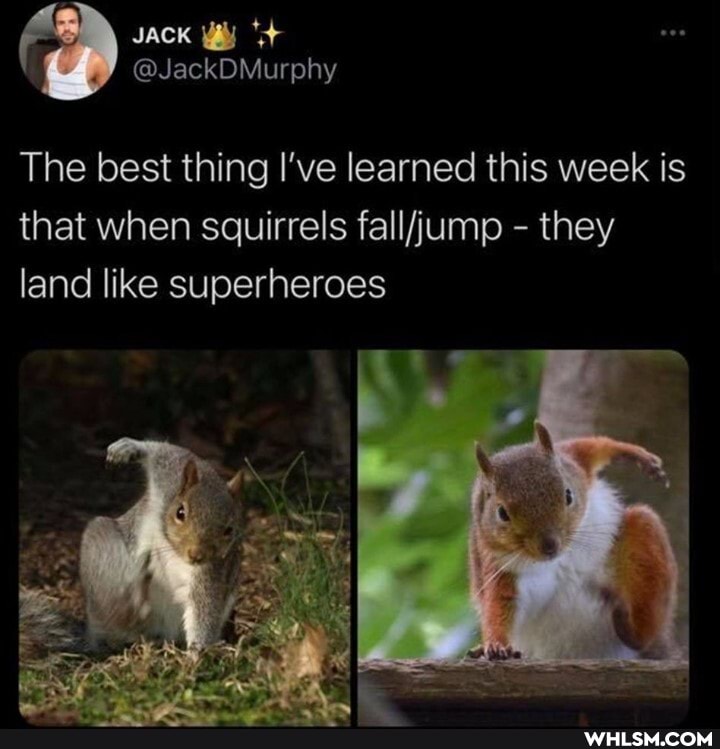 @JackDMurphy
The best thing I've learned this week is that when squirrels - they land like superheroes