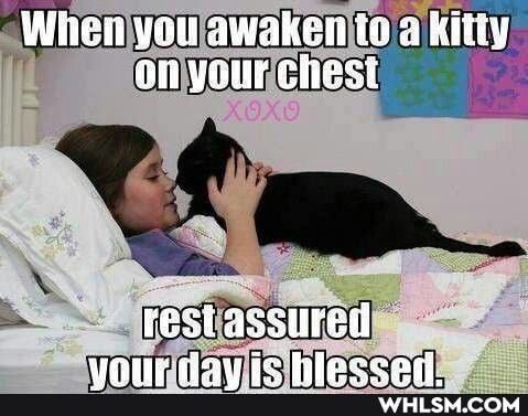When you awake io 4 kitty on your chest
ssfhabe ce Adeooeoardd