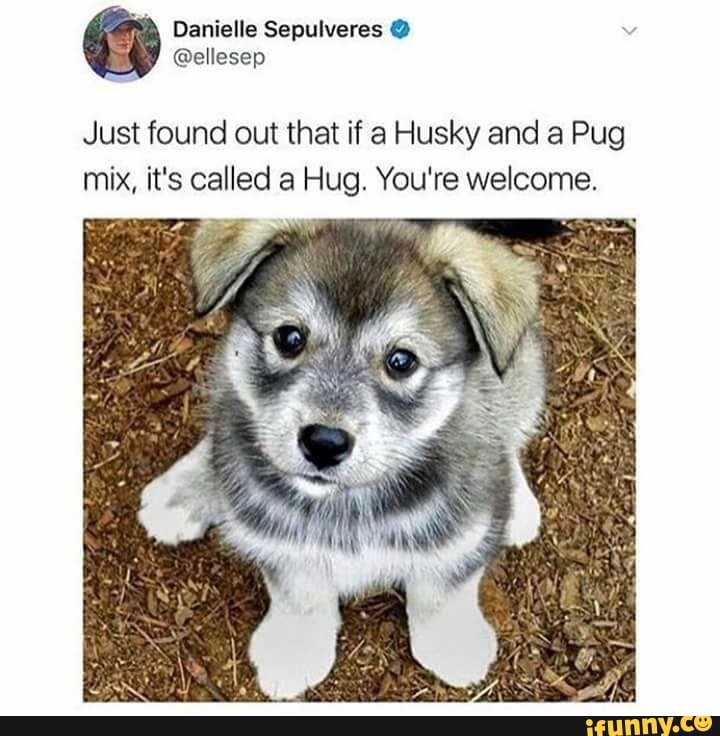 a husky mixed with a pug