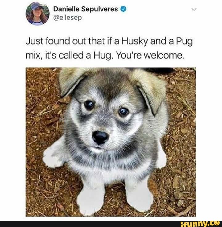 pug husky mix
