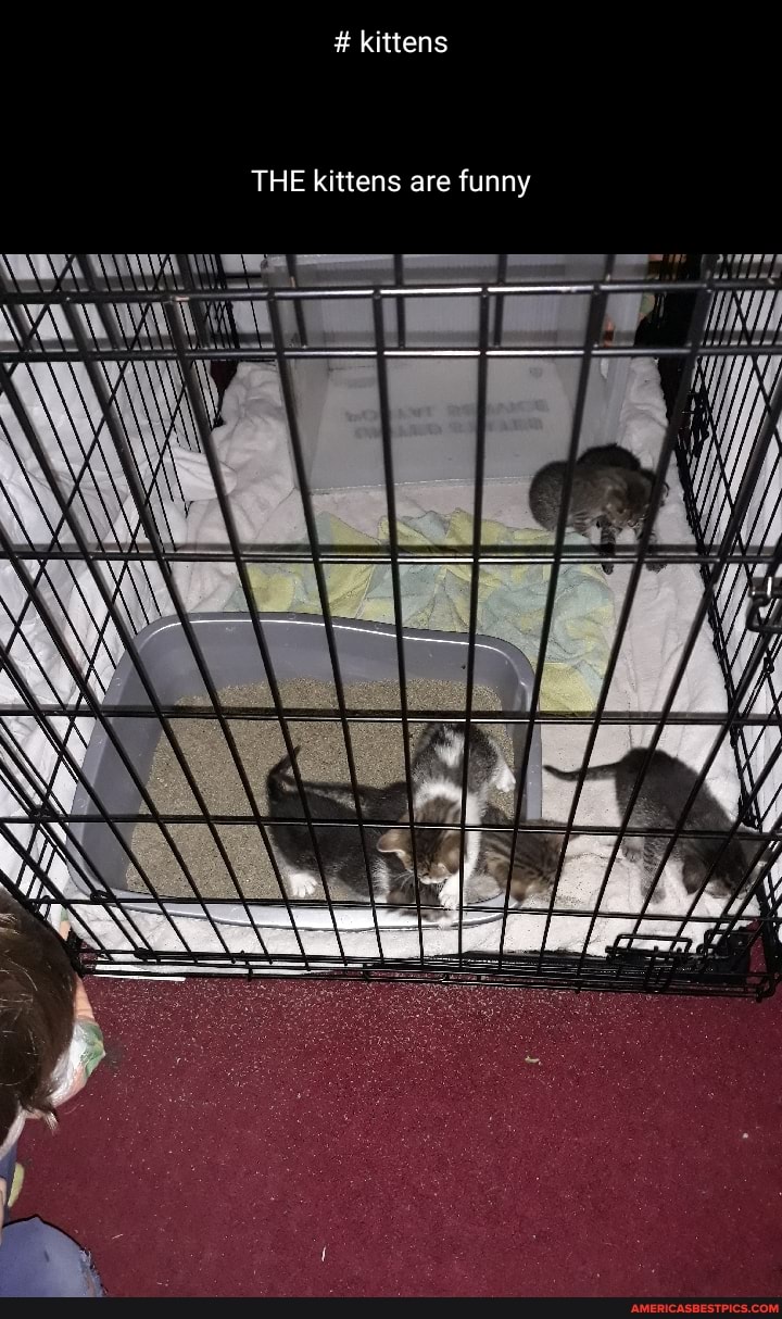 # kittens
THE kittens are funny
