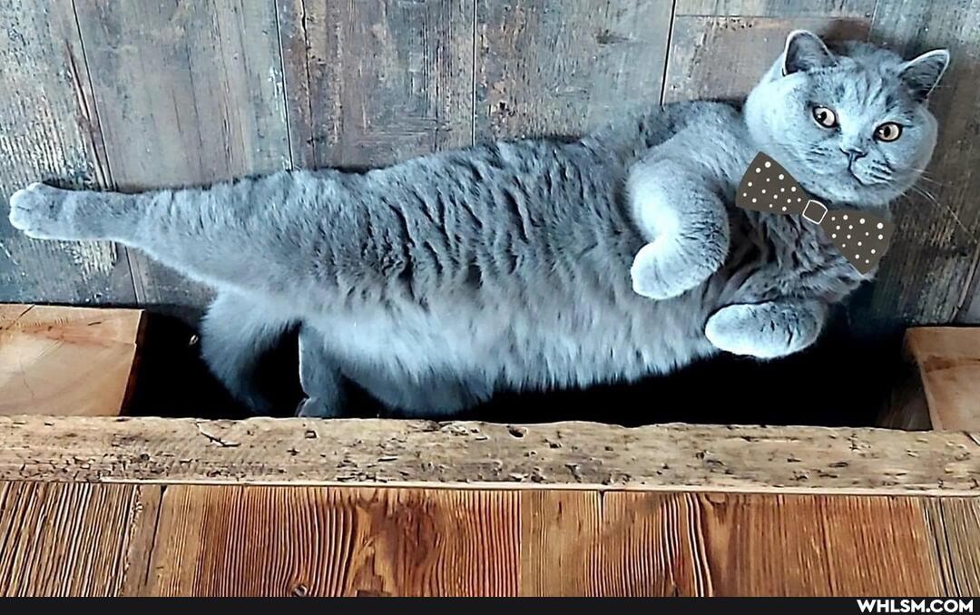 funny, cat, cats, love