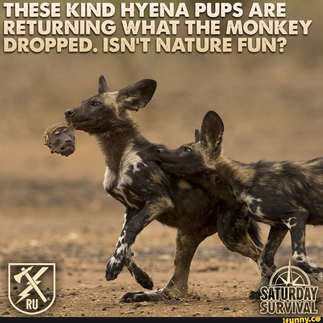 KIND ENA PUPS ARLE RETURNING MONKEY DROPPED. ISN'T NATURE