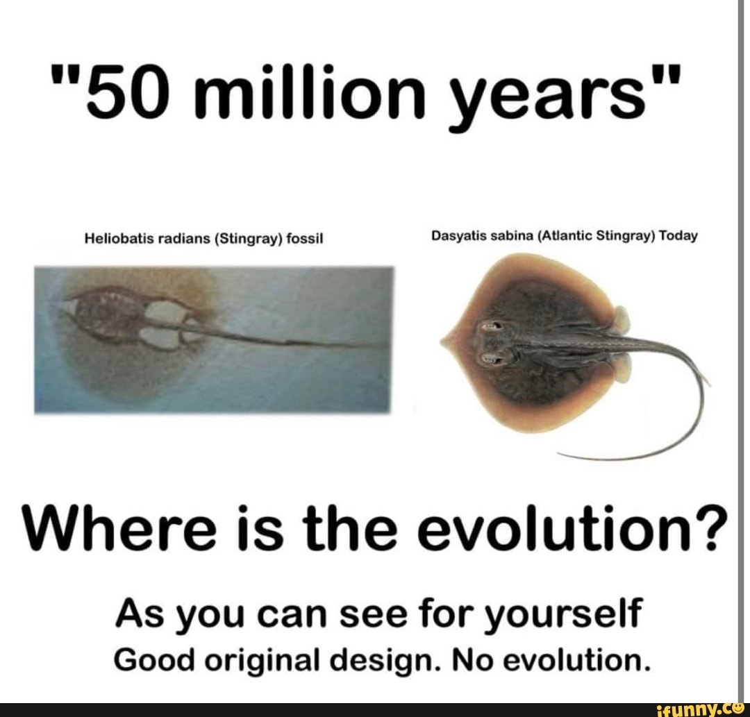 String Ray Evolution