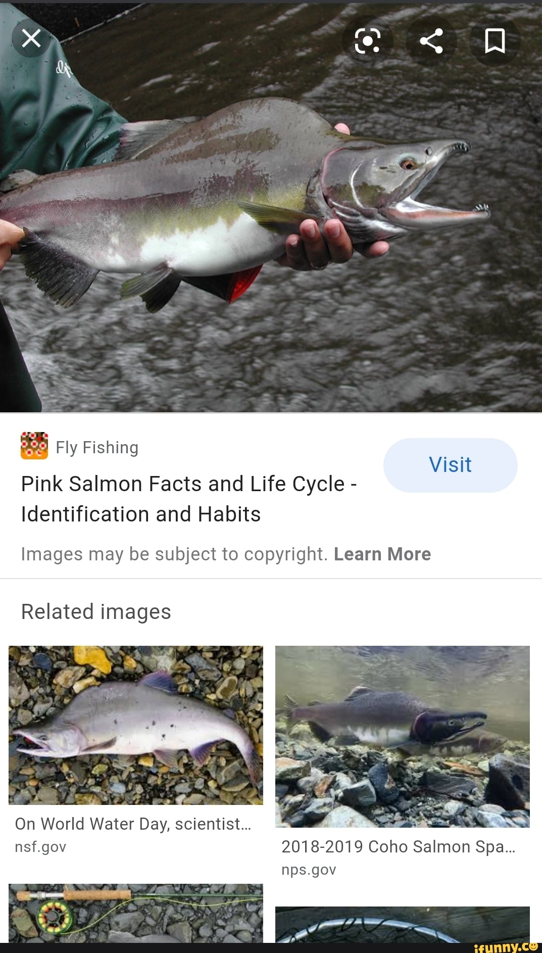 Fly Fishing Pink Salmon Facts And Life Cycle - Identification And 