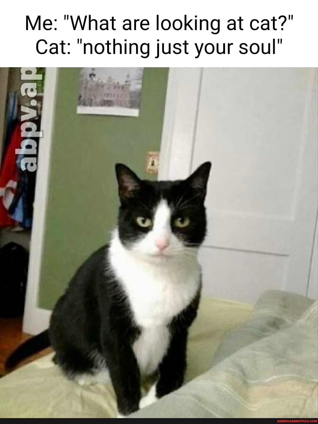 Me: "What are looking at cat?"
Cat: "nothing just your soul"