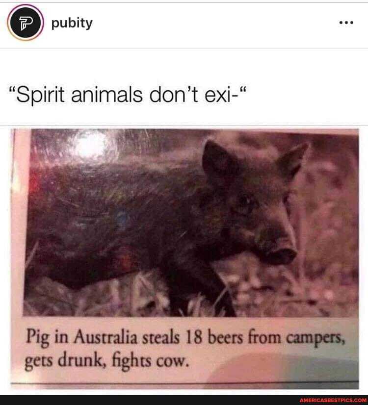 pubity
"Spirit animals don't exi-"
Pig in Auseralia steals 18 bess campers, gees drunks, fights cow.