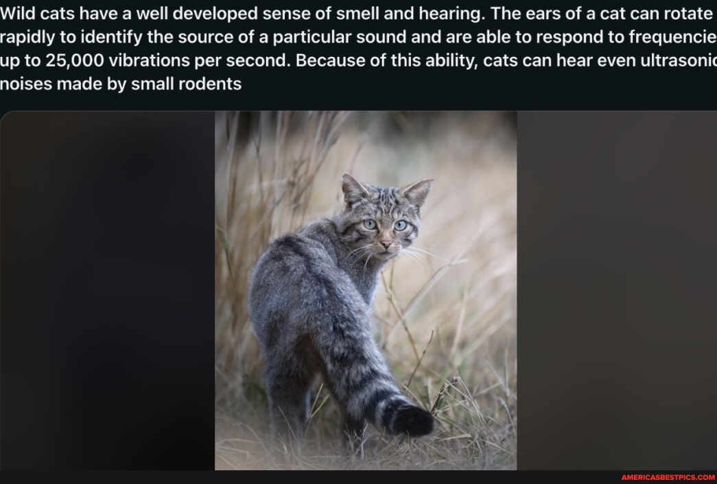 Wild cats have a well developed sense of smell and hearing. The ears of