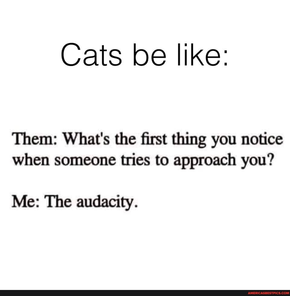 Cats be like:
Them: What's the first thing you notice when someone tries to approach you?
Me: The audacity.