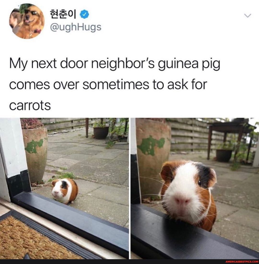 @ughHugs
My next door neighbor's guinea pig comes over sometimes to ask for carrots
