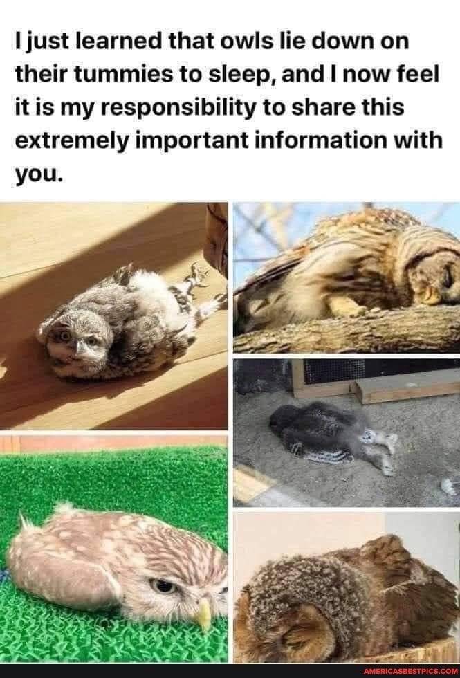 just learned that owls lie down on their tummies to sleep, and now feel it is my responsibility to share this extremely important information with you.