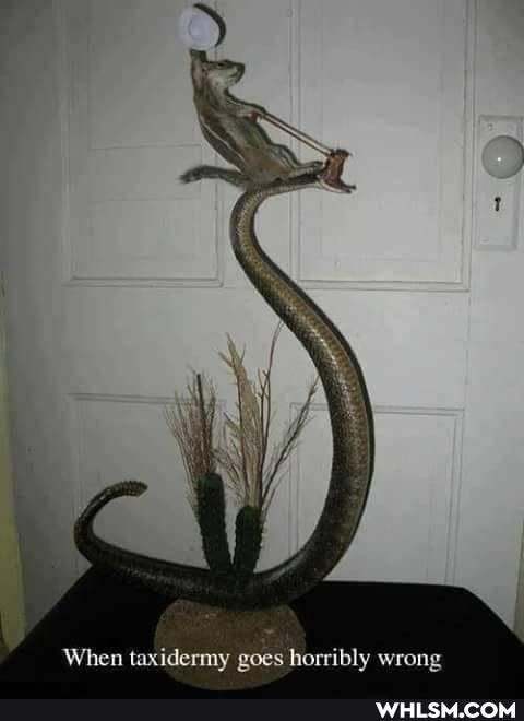 When taxidermy goes horribly wrong