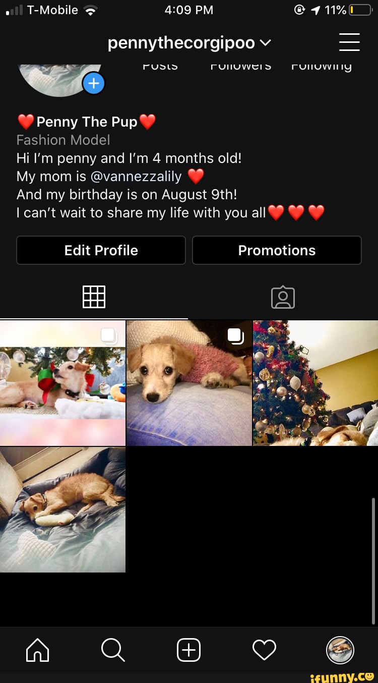 Penny The
Fashion Model
Hi I'm penny and I'm 4 months old!
My mom is @vannezzalily
And my birthday is on August
can't wait to share my life with you all
Edit Profile Promotions