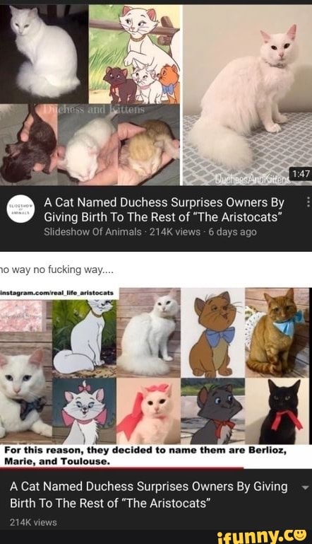 at
Cat Named Duchess Surprises Owners By
Giving Birth To The Rest of "The Aristocats"
Of Animals 214K views
10 way no fucking way.
instapram.comreat Me aristoc
For this reason, they decided to name them are Berlioz,
Marie, and Toulouse.
A Cat Named Duchess Surprises Owners By Giving ~
Birth To The Rest of "The Aristocats"
21