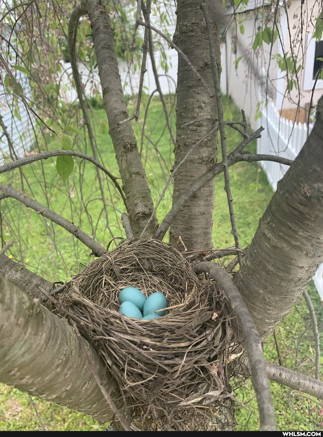 baby_animals, birds, mildly_interesting