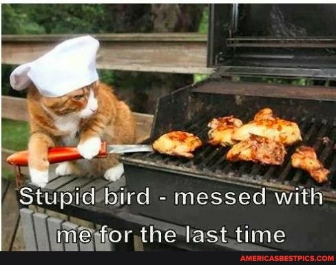 Stupidibird - messed with=
the last time