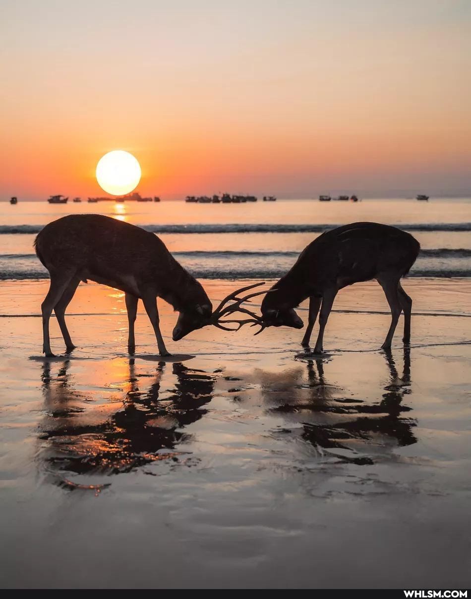 nature, aww, photography