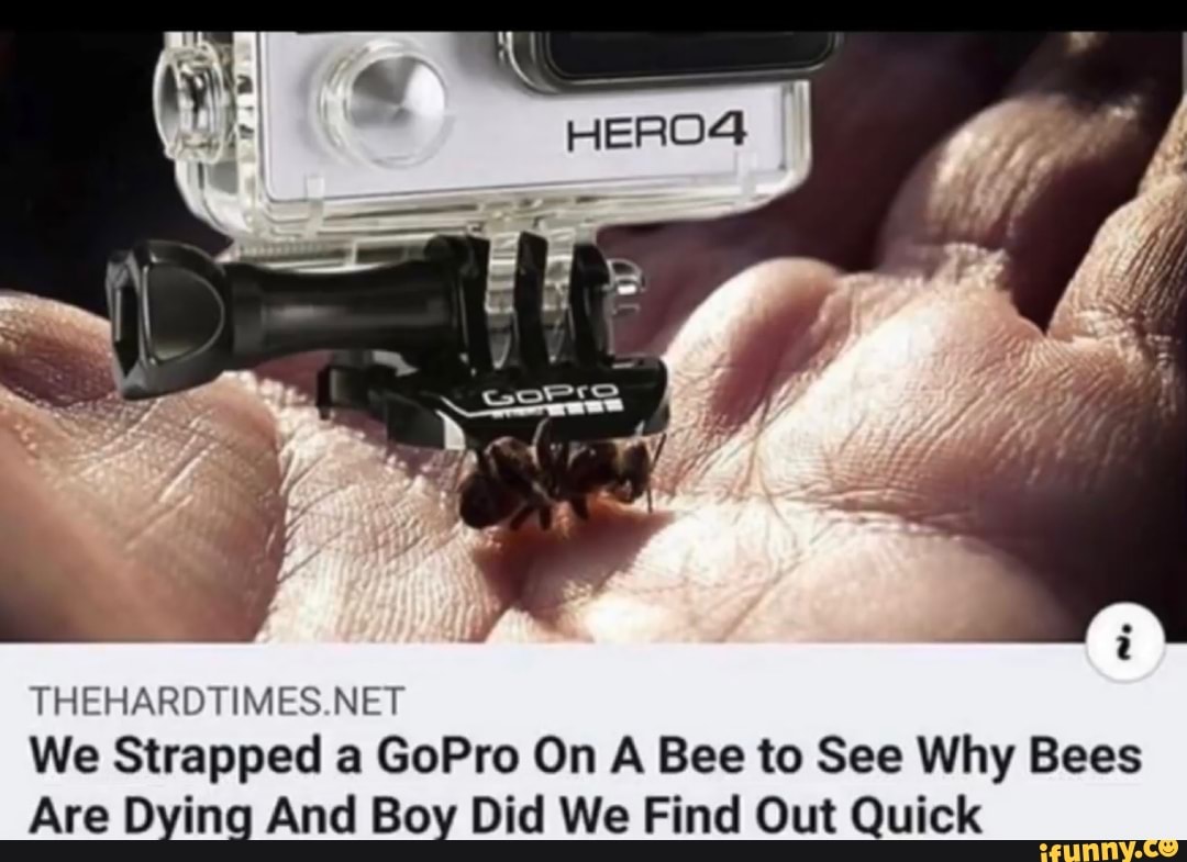 THEHARDTIMES.NET
We Strapped a GoPro On A Bee to See Why Bees
Are Dying And Boy Did We Find Out Quick