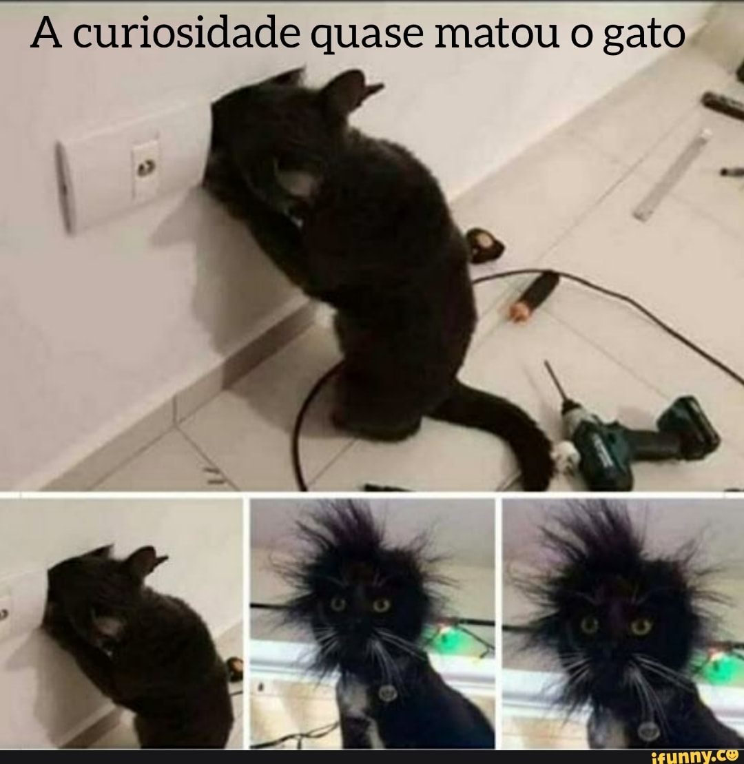 A curiosidade quase matou o gato