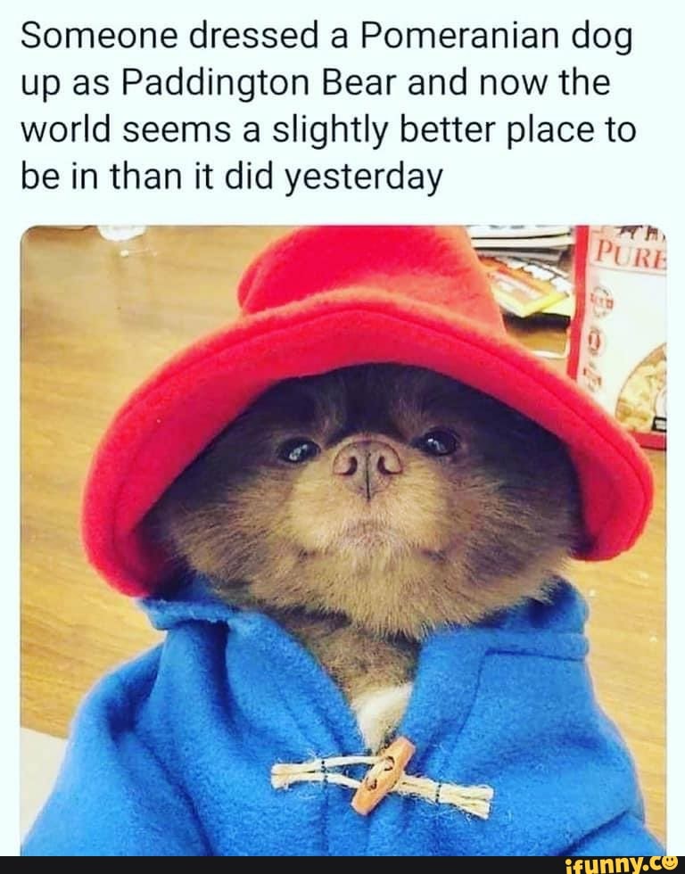 Someone dressed a Pomeranian dog up as Paddington Bear and now the