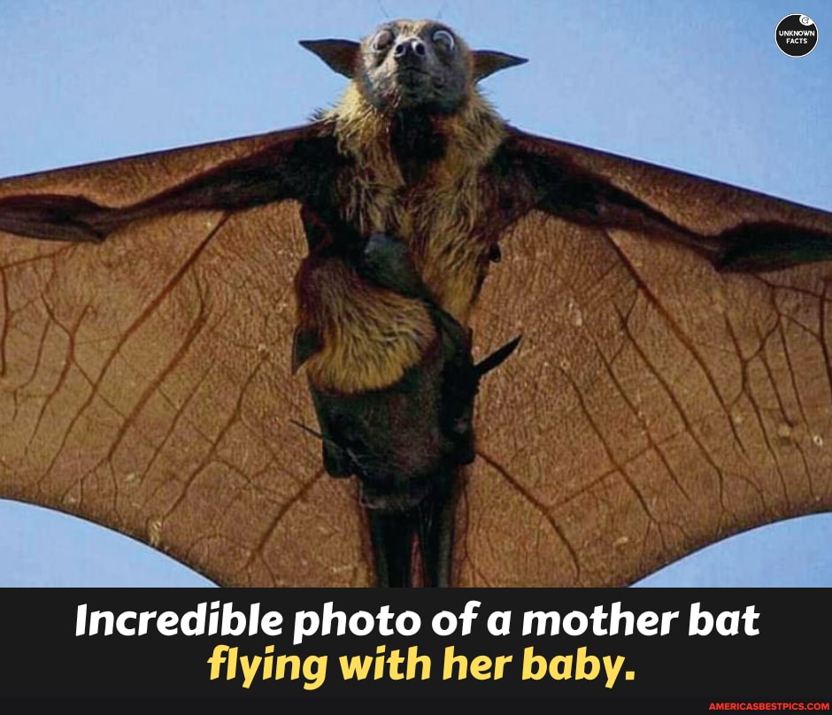 Incredible photo of a mother bat flying with her baby. - America’s best ...