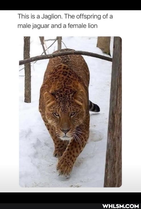 This is a Jaglion. The offspring of a male jaguar and a female lion