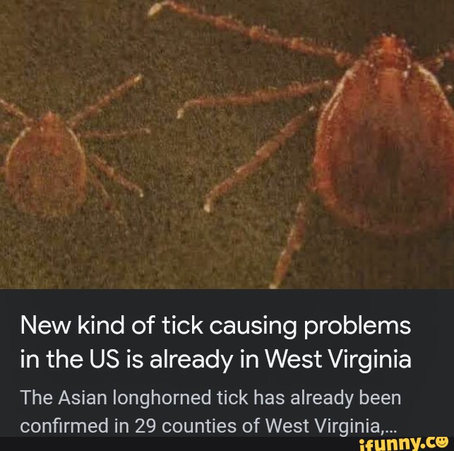 New kind of tick causing problems in the US is already in West Virginia