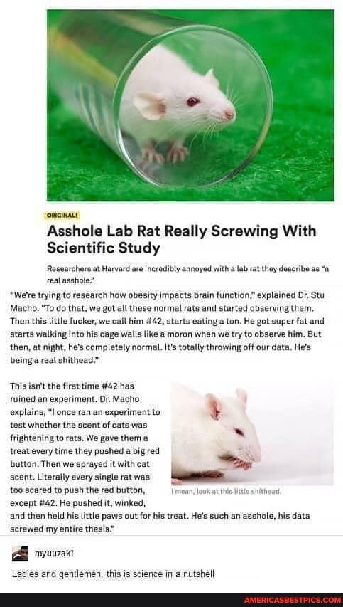 Asshole Lab Rat Really Screwing With
Scientific Study
Rosearchers at Harvard are incredibly annoyed with lab rat they describe as "a real asshole"
"We're trying to research how obesity impacts brain function," explained Dr. Stu
Macho, "To do that, we got all these normal rats and started observing them,
Then this little fucker, we call him #42, starts eating ton. He got super fat and starts walking into his cage walls like a moron when we try to observe him. But then, at night, he's completely normal. It's totally throwing off our data, He's being real shithead."
This the first time #42 has ruined an experiment. Dr, Macho
explains, once ran an experiment to test whether the scent of cats was frightening to rats. We gave them treat every time they pushed a big red button. Then we sprayed it with eat
scent. Literally every single rat was
too scared to push the red button, roan, at
except #42. He pushed it, winked,
and then held his little paws out for his treat. He's such an asshole, his data screwed my entire thesis."
and Gentlenen this is 'science nutshell: