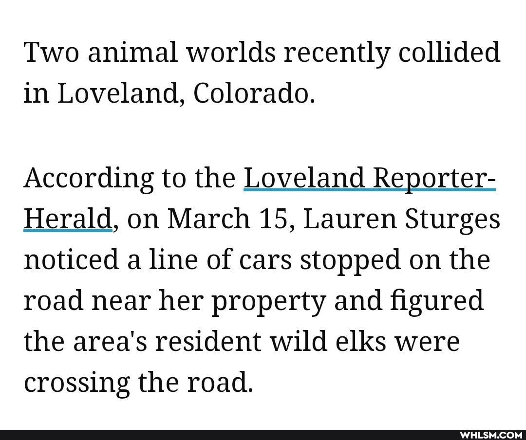 Two animal worlds recently collided in Loveland, Colorado.
According to the Loveland Reporter-
Herald, on March 15, Lauren Sturges noticed a line of cars stopped on the road near her property and figured the area's resident wild elks were crossing the road.