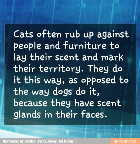 Cats often rub up against
people and furniture to
lay their scent and mark
their territory. They do
it this way, as
opposed to
the way dogs do it,
because they have scent
glands in their faces.