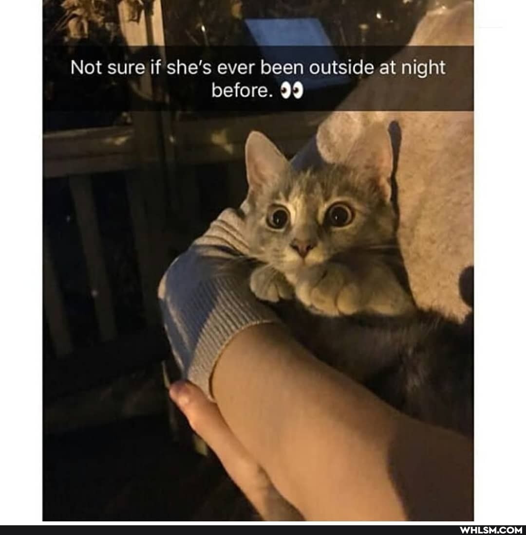 Not sure if she's ever been outside at night before. 99