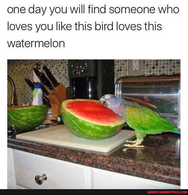 one day you will find someone who loves you like this bird loves this watermelon