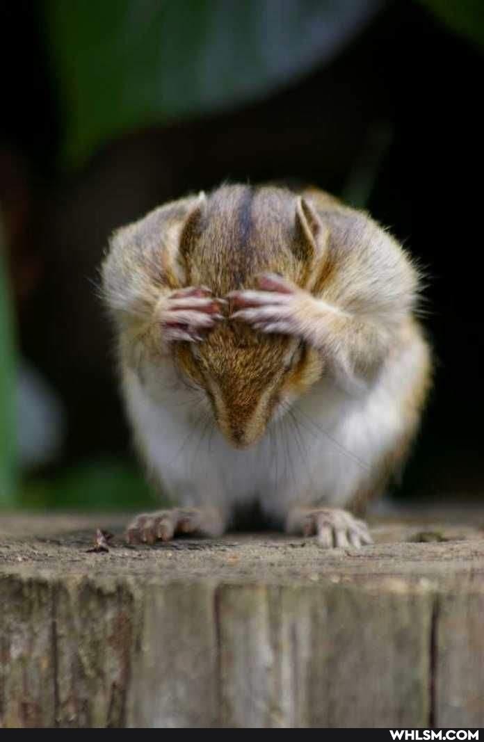 pets, baby_animals, funny_animal, cute_animal