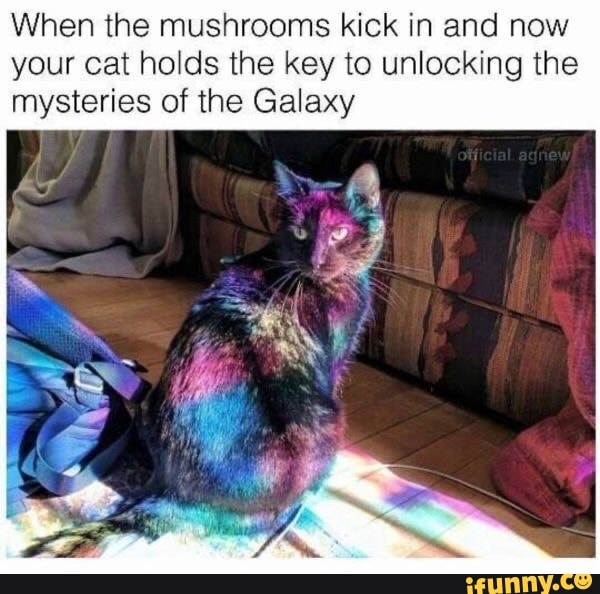 When the mushrooms kick in and now your cat holds the key to unlocking the mysteries of the Galaxy