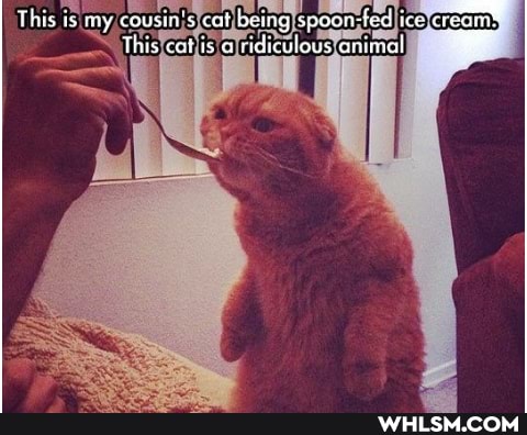ing spoon-fad ice
itiy ridiculous animal
This is my ceusin's cat
Th