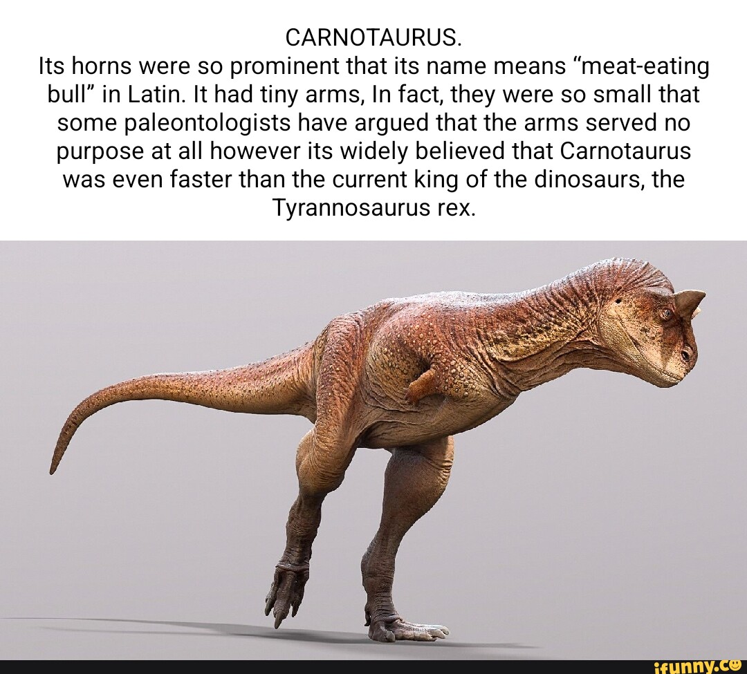 CARNOTAURUS. Its horns were so prominent that its name means 