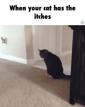 Cat Scooting What It Means And What To Do Petmd