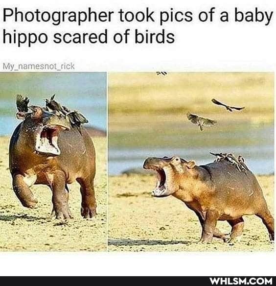Photographer took pics of a baby hippo scared of birds
My_name