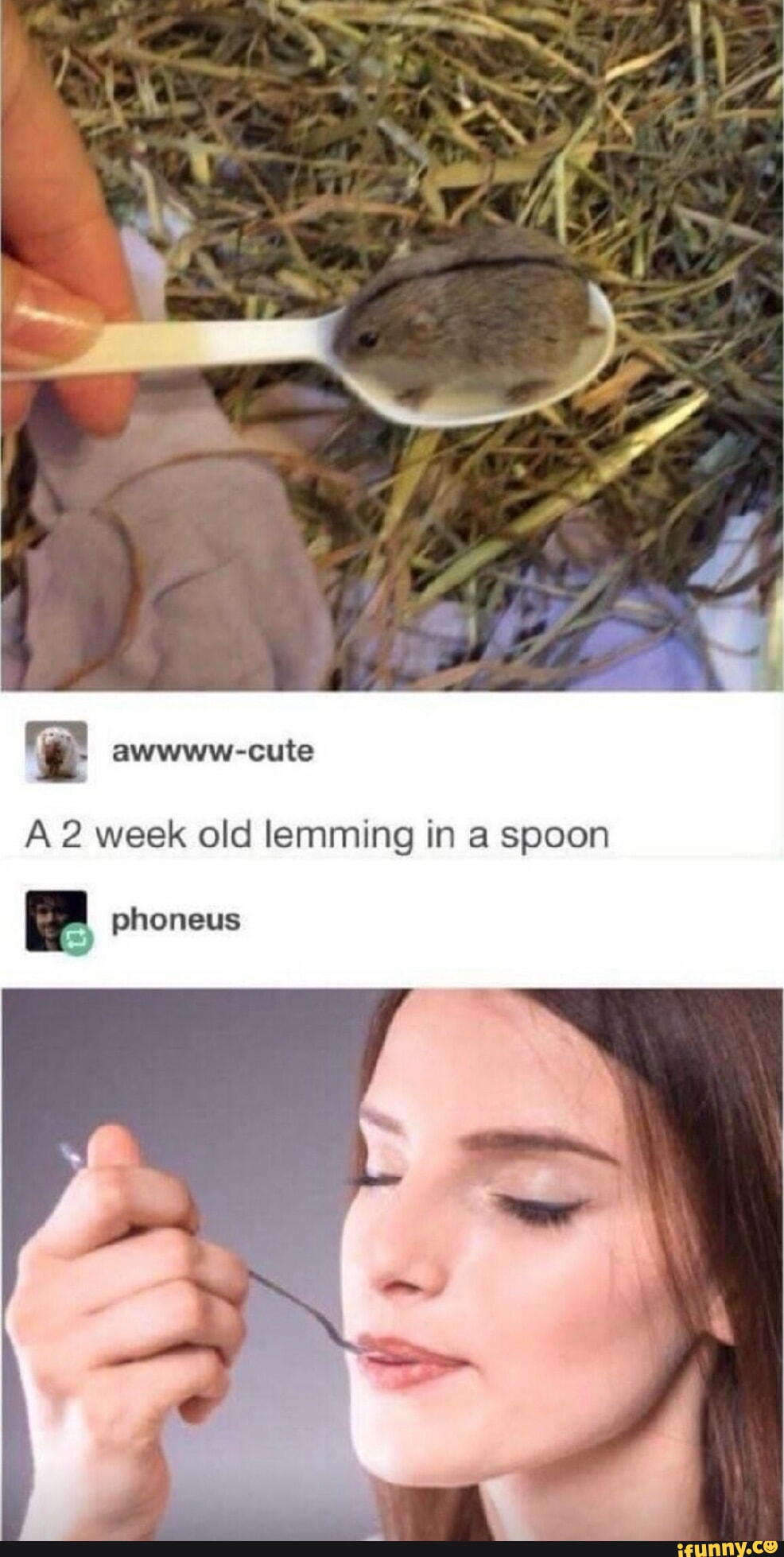 Lemming Memes Best Collection Of Funny Lemming Pictures On Ifunny